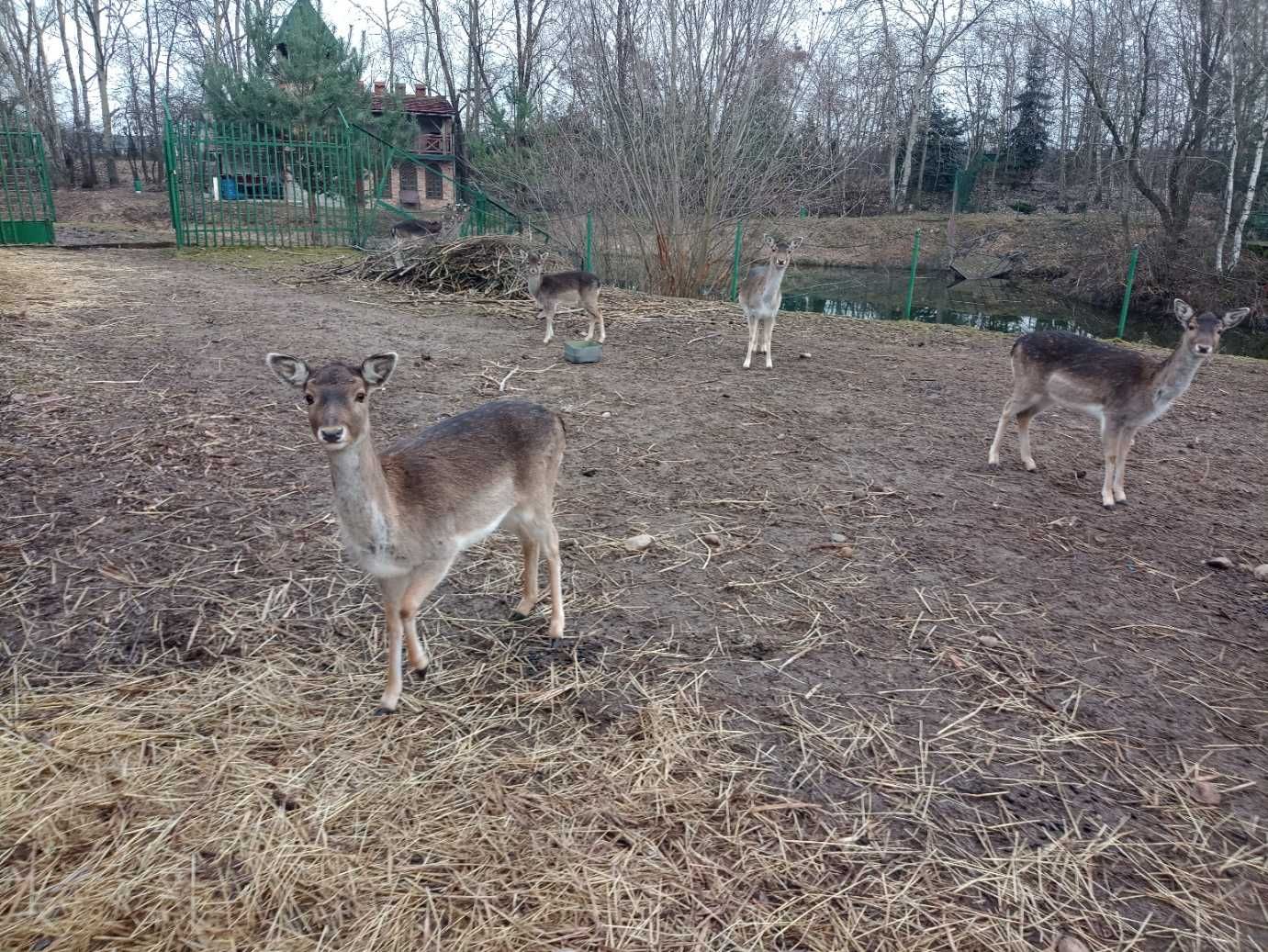 Daniel hodowlany w dobrej kondycji - łania 1,5 roku / Krotoszyn,