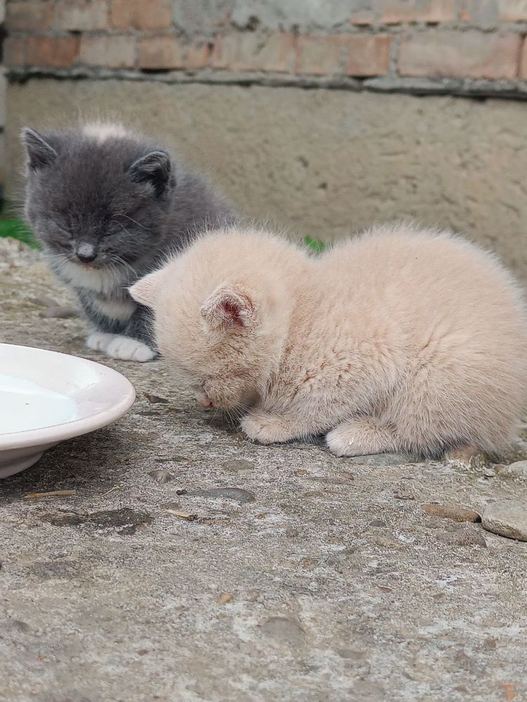 Кошенятка