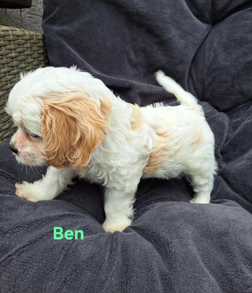 Cavapoo - Blenheim - piesekl