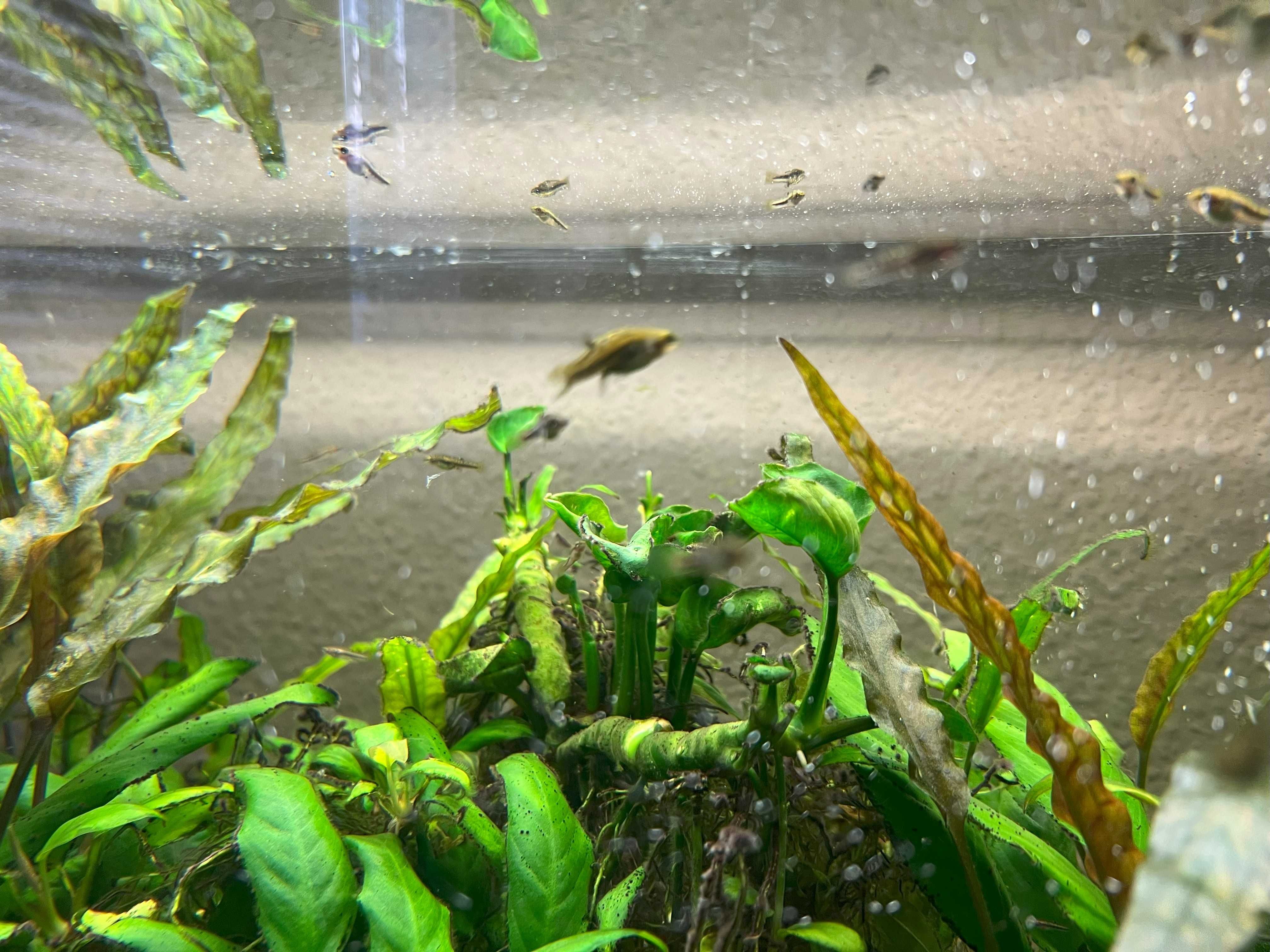 Drobniczka jednodniówka Heterandria formosa