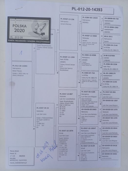 Gołębie pocztowe