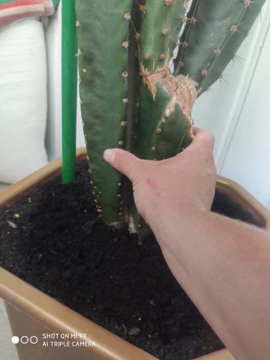 Кактус Еуфорбія тригорна, молочай трикутний