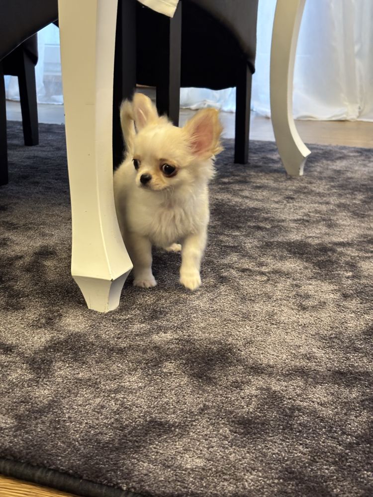 Chihuahua piesek dlugowłosy po ZWYCIEZCACH ŚWIATA