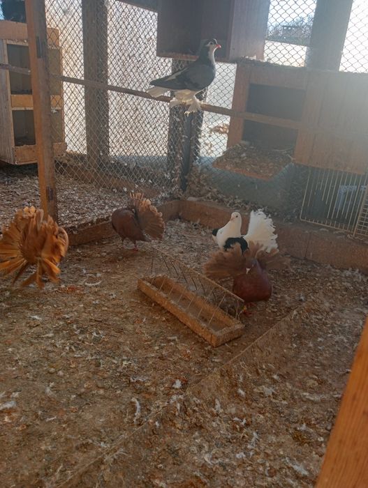 Pawik pawiki pary i pojedyncze sztuki