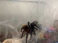 Ptasznisz chromatopelma cyaneopubescens