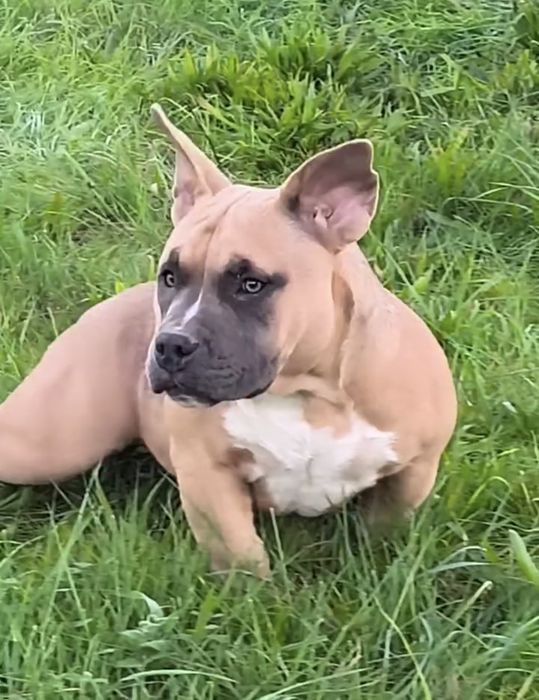 American Bully Pocket