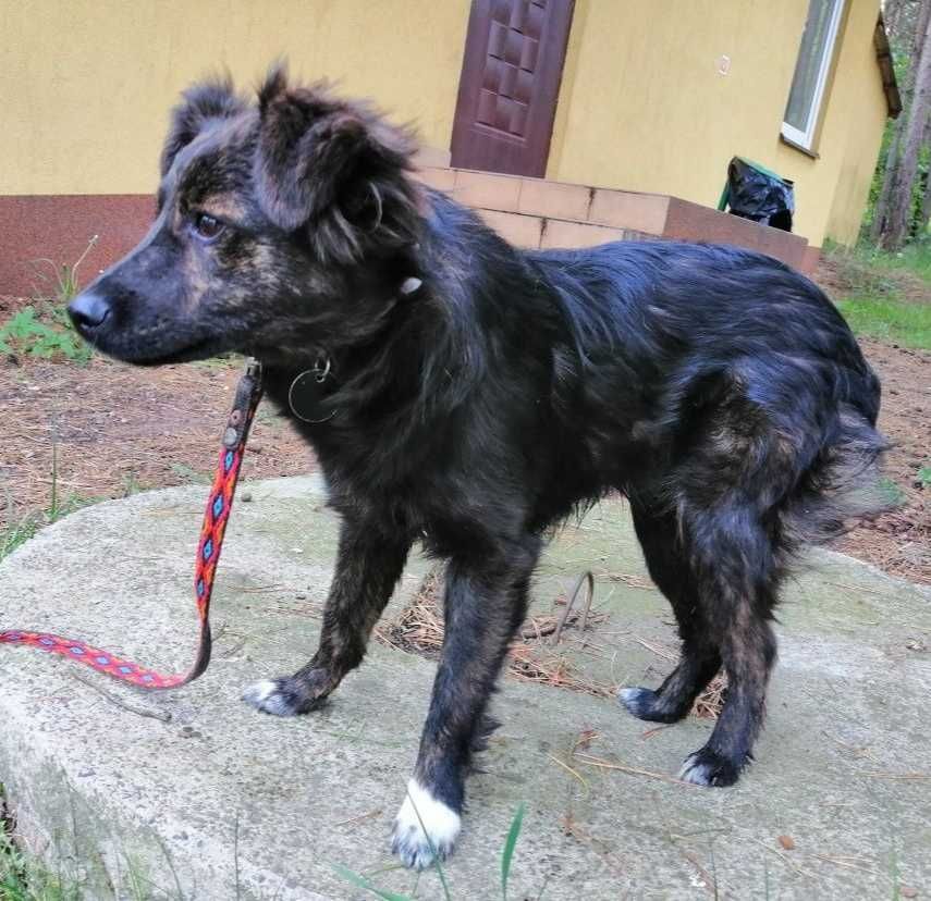 8mies.nieduży (8kg), GRZECZNY, uległy Oreo-możliwy dowóz