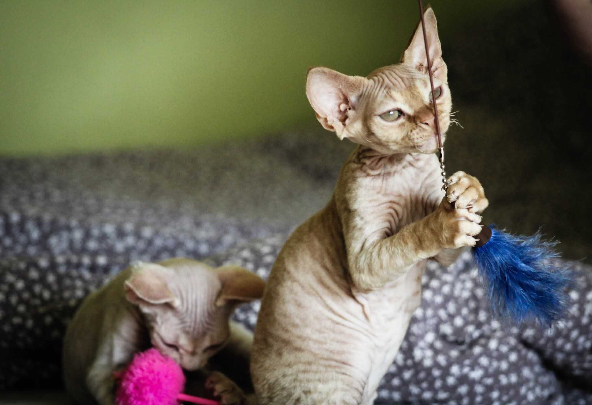 Devon rex rudy kocurek:) FPL