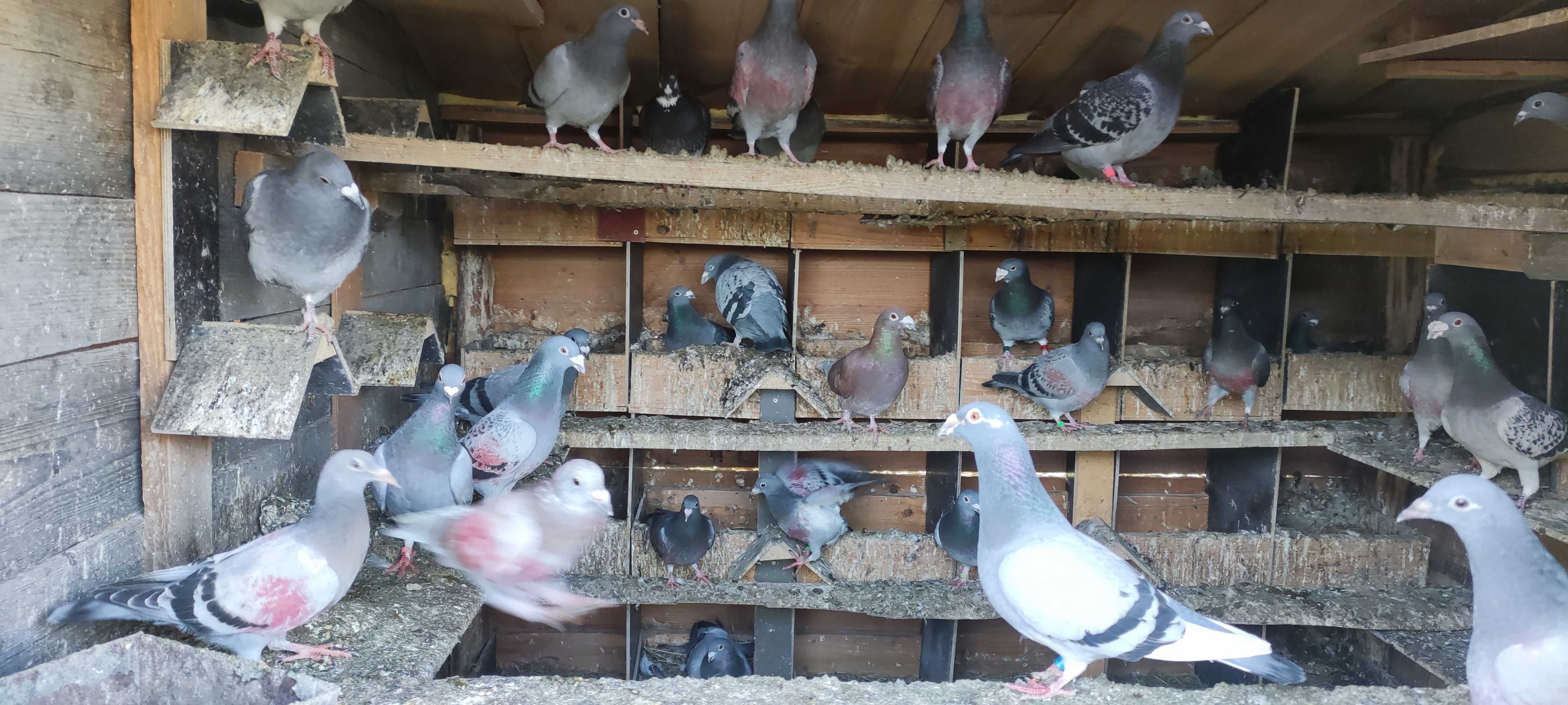 Продаж голубів. Поштових