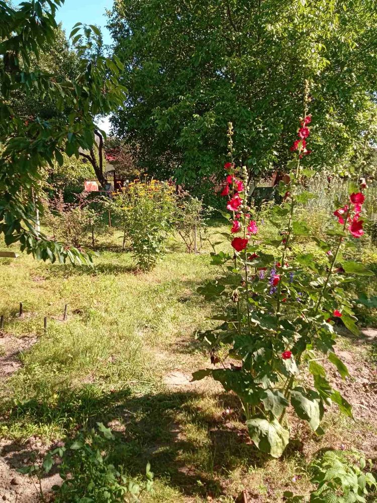 Продам будинок дачний ліс с. Кощіївка, Фастівський рай., Київська обл.