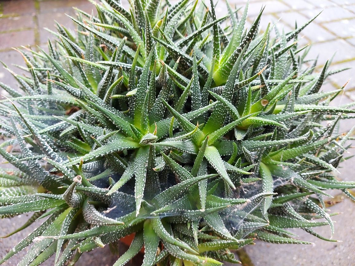 Sukulent ,aloes ,