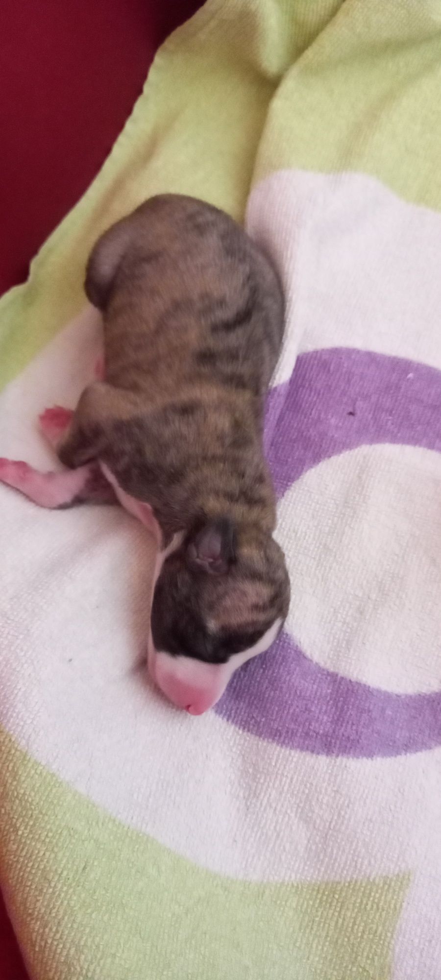 Whippet szczeniak