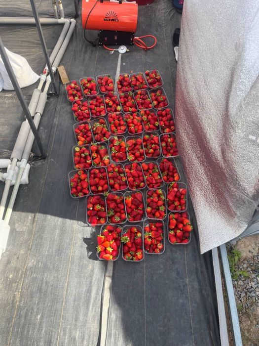 Технологічне тепличне господарство