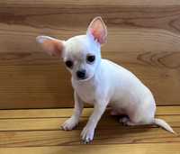 Chihuahua Macho Branco