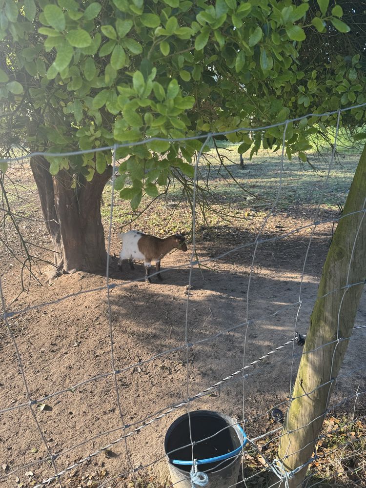 Cabra ana (macho 6 meses ) goat tb troco