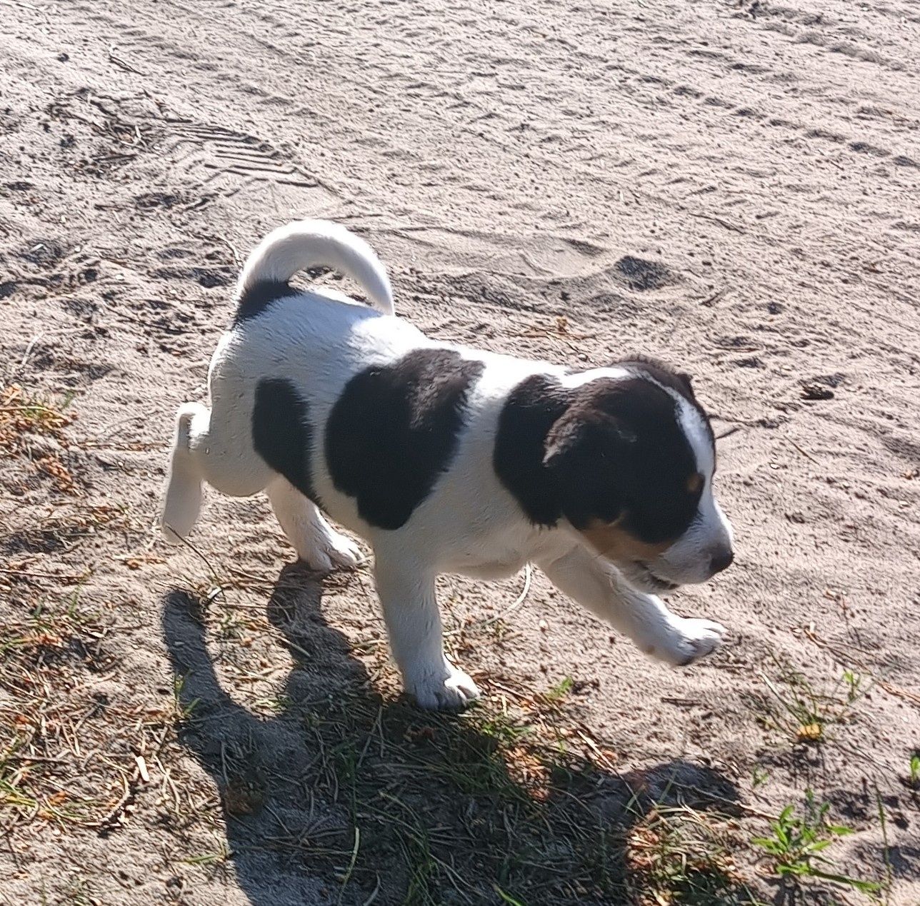 Suczka Jack Russell terrier