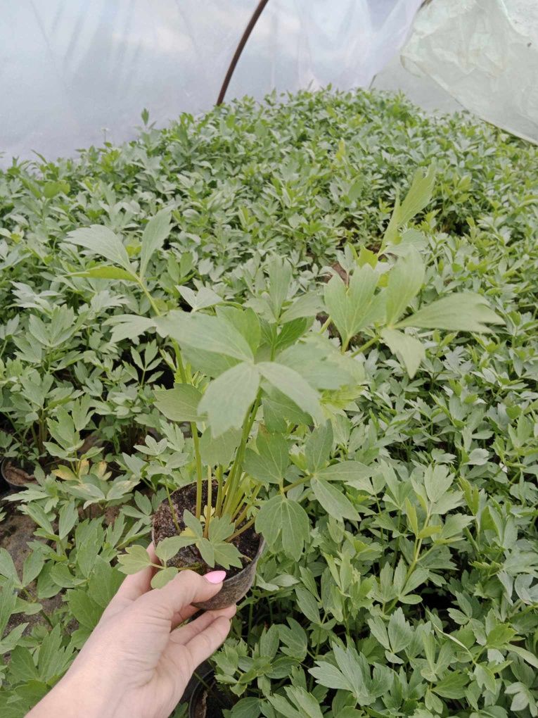 Sadzonki rabarbaru w doniczkach 9cm żywe rośliny