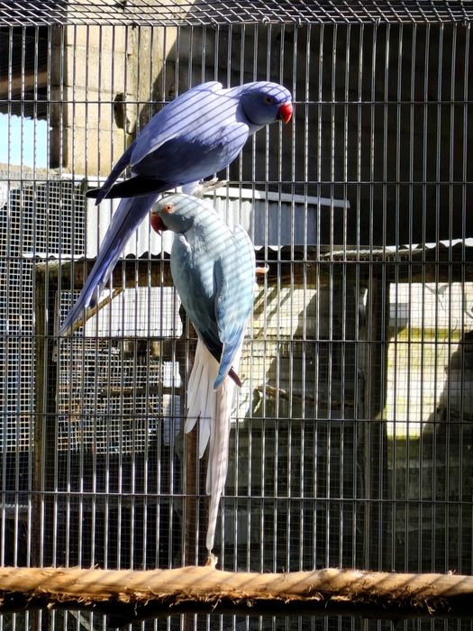 Casal de ring neck de 2024