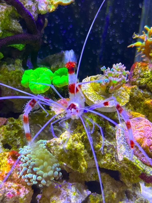 Stenopus Hispidus krewetka boksująca akwarium morskie