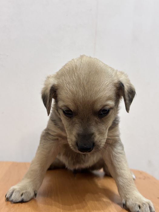 віддаємо цуценя