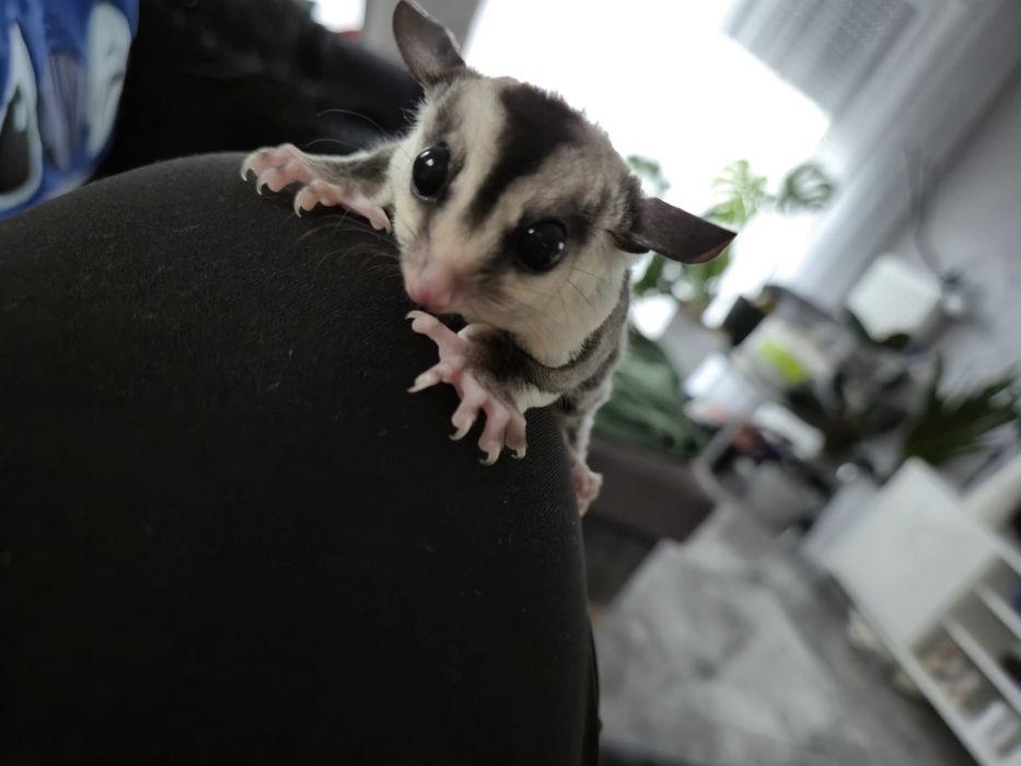 Lotopałanka karłowata samiczka White Face
