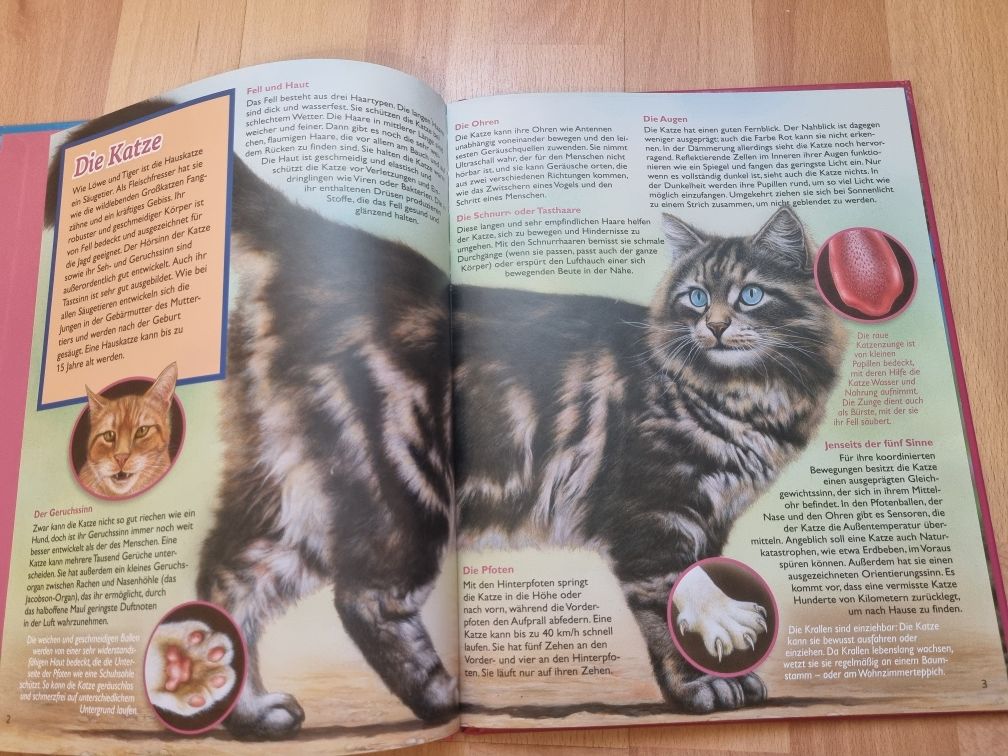 Книга про котов на немецком