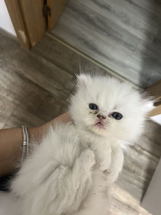Gatinha persa puro