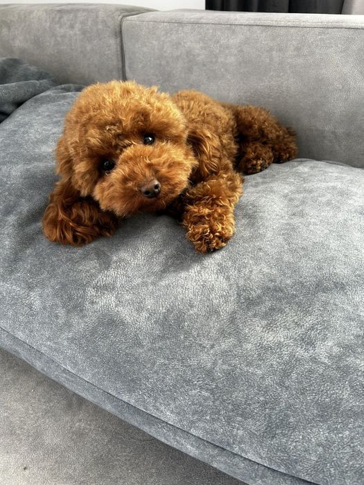 Дівчинка той пудель Ада