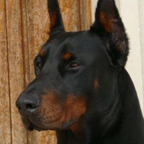Dobermann bebé lindíssimo