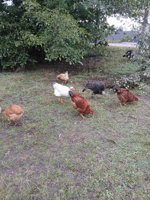 Продам молоденька півники голошиїх ,молоденька курочки