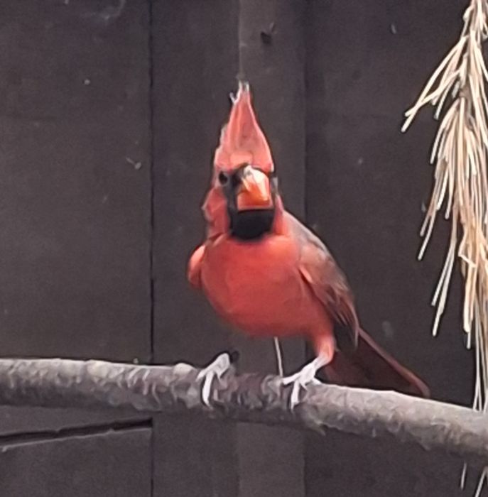 Sprzedam Kardynał Szkarłatny