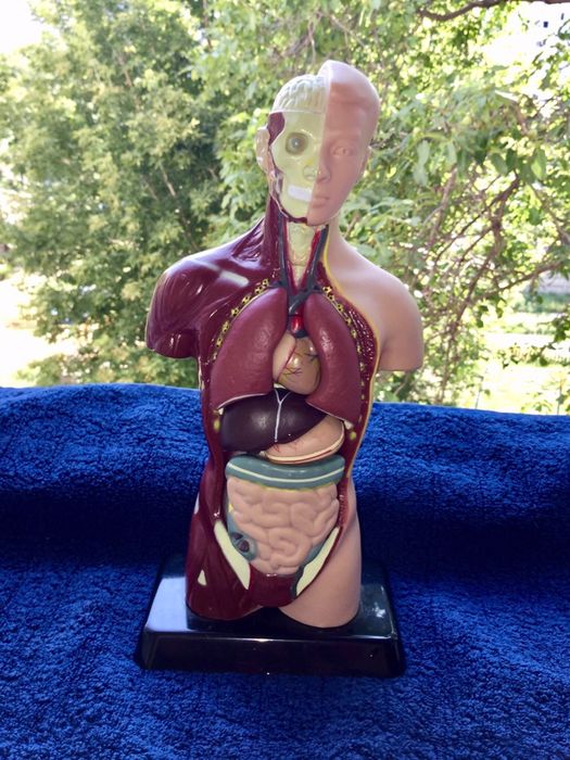 Человеческий торс — анатомически точная модель