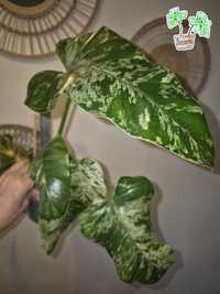 Philodendron Giganteum variegata