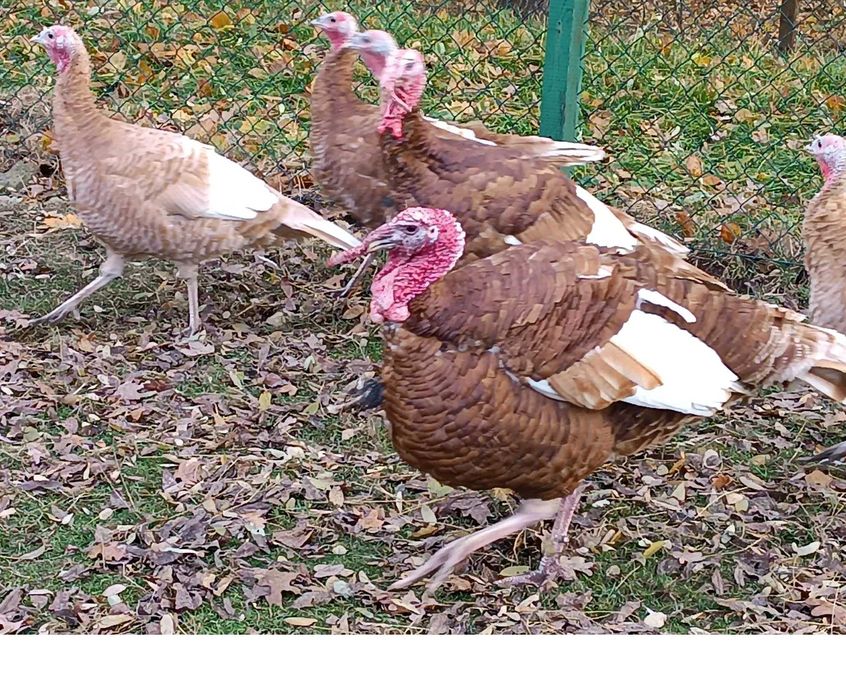 Sprzedam Duże Indyki Indyk