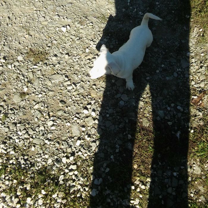 Jack Russell Terrier sunia
