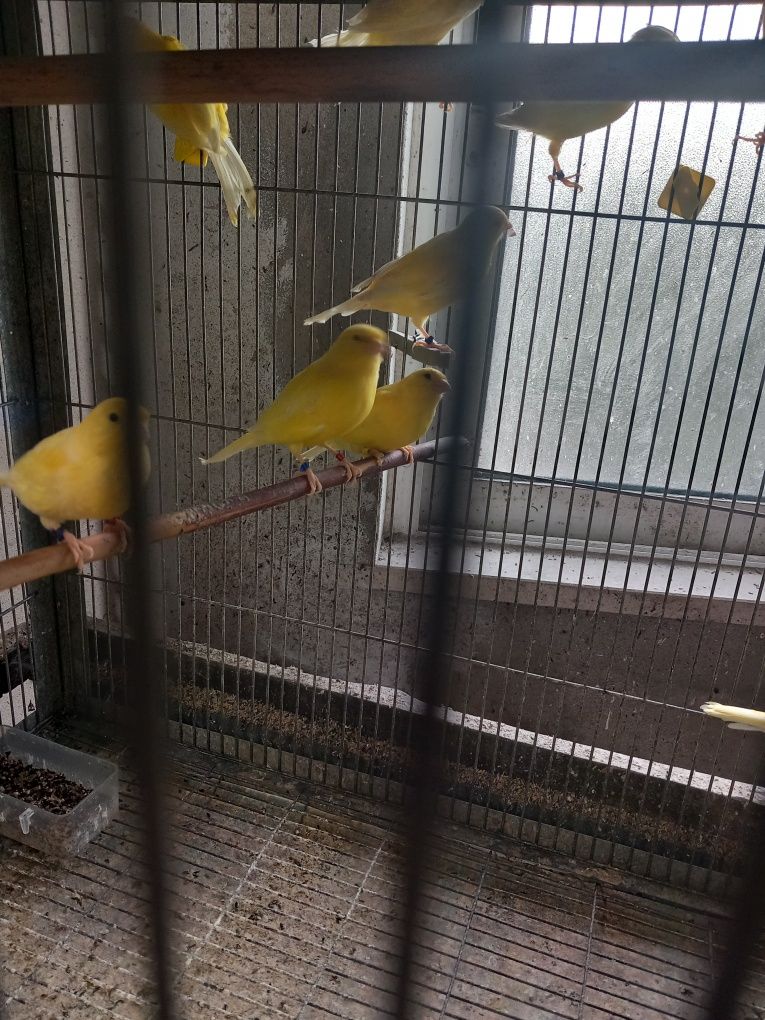 tenho  para  vender 5 canarios amarelos  . os 5 sao machos