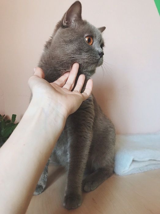 Британский прямоухий кот ВЯЗКА / Британський прямоухий кіт В'ЯЗКА