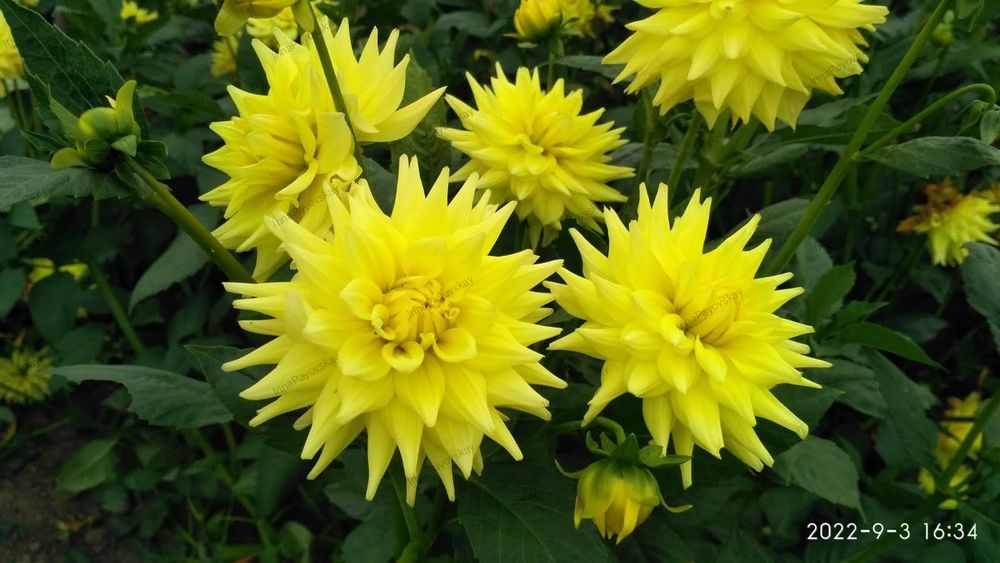 Жоржина Nicolas - перламутрова красуня (Лідія Ластовець  відгукніться)