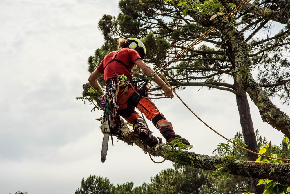 Climbing Lumberjack. Wycinka drzew alpinistycznie, arborysta