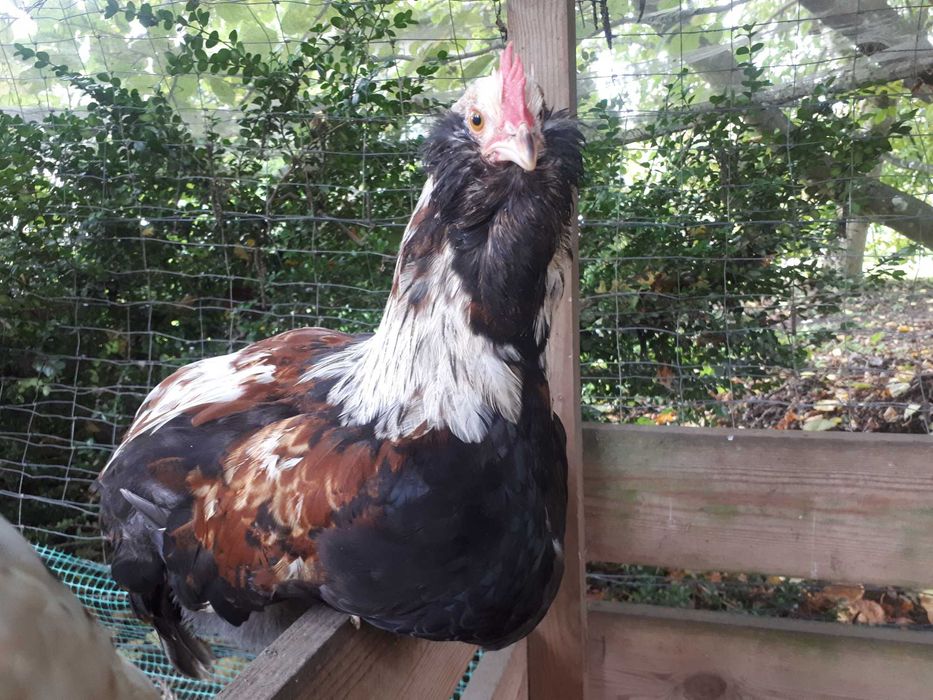 Koguty: fawerola łososiowa, czubatka, włoszka, sussex