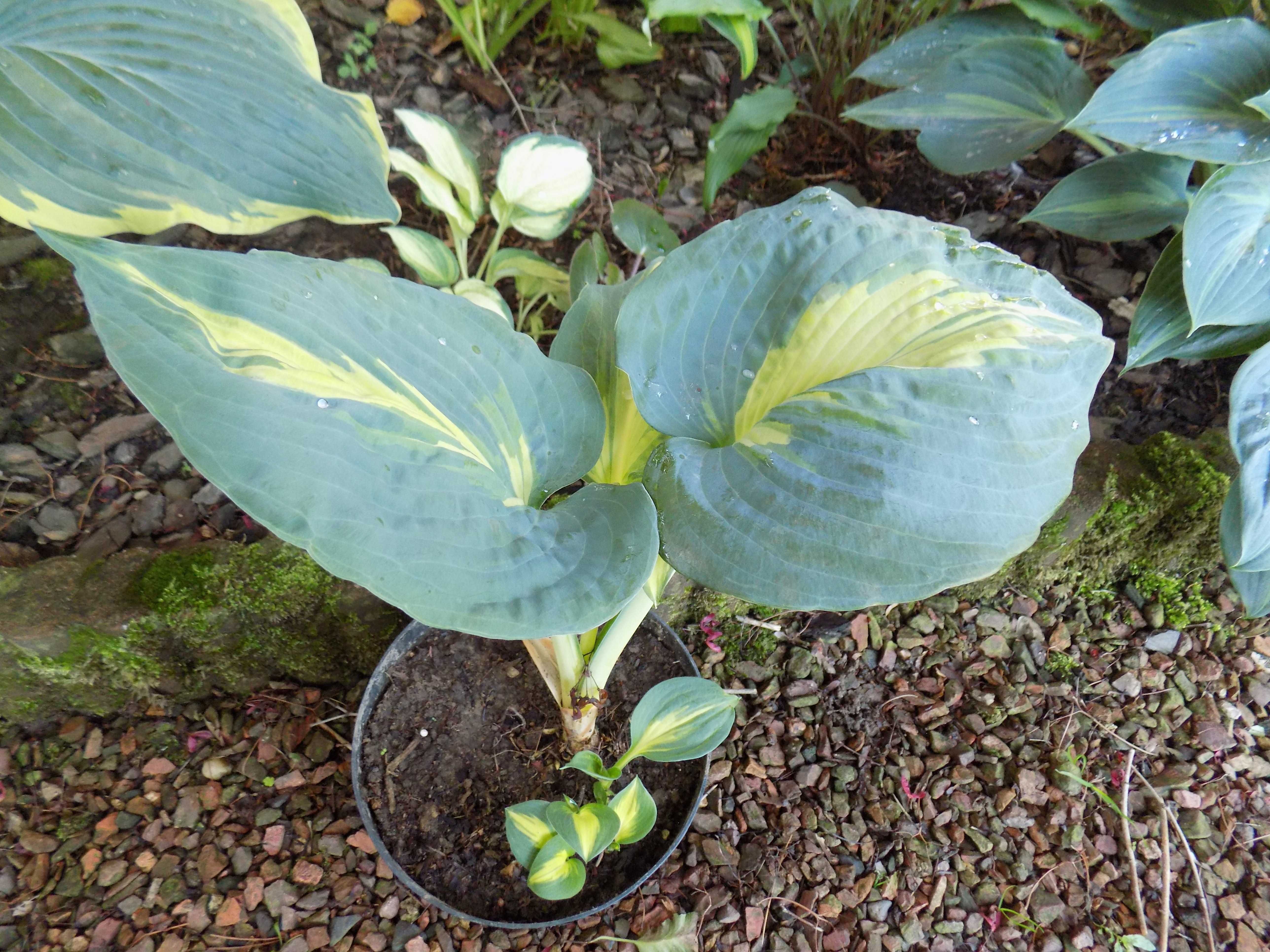 Hosta (Funkia) „Lakeside Cupcake”