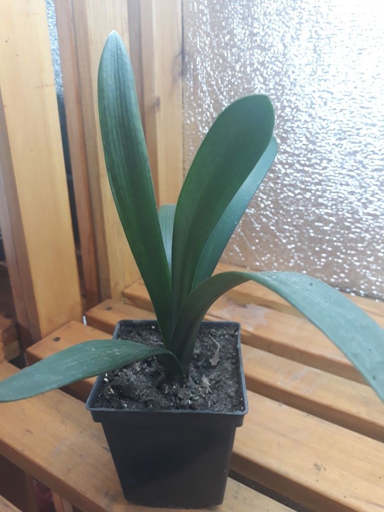 Продам фікуси ,клівію.
