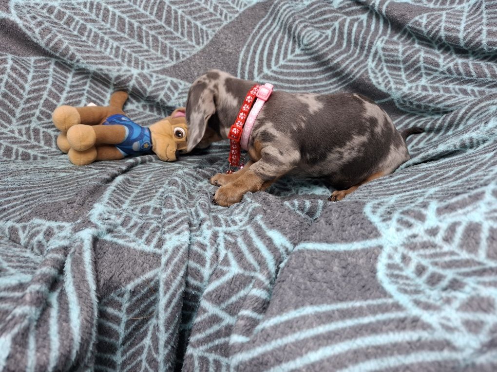 jamnik miniaturowy suczka merlle