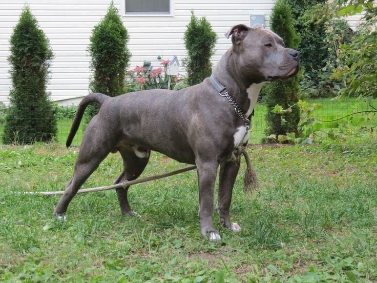 Amstaff Stanford terier szczeniaczek gotowy na zmianę domu