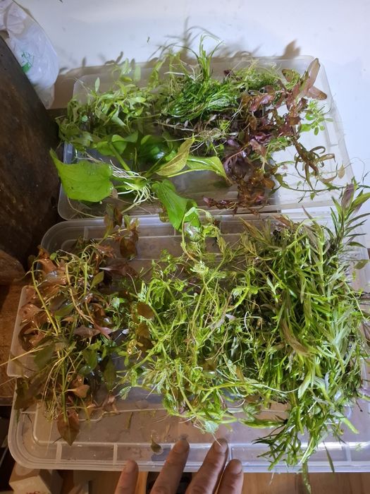 Zestaw roślin akwariowych