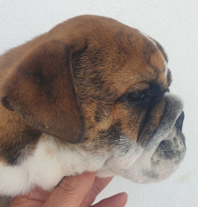 bulldog. inglês ingles