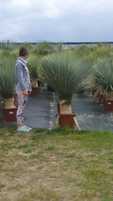Yucca rostrata,yucca rostrata, juka mrozoodporna -20