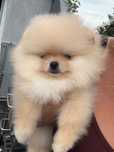 Szpic miniaturowy FCI zkwp suczka Pomeranian