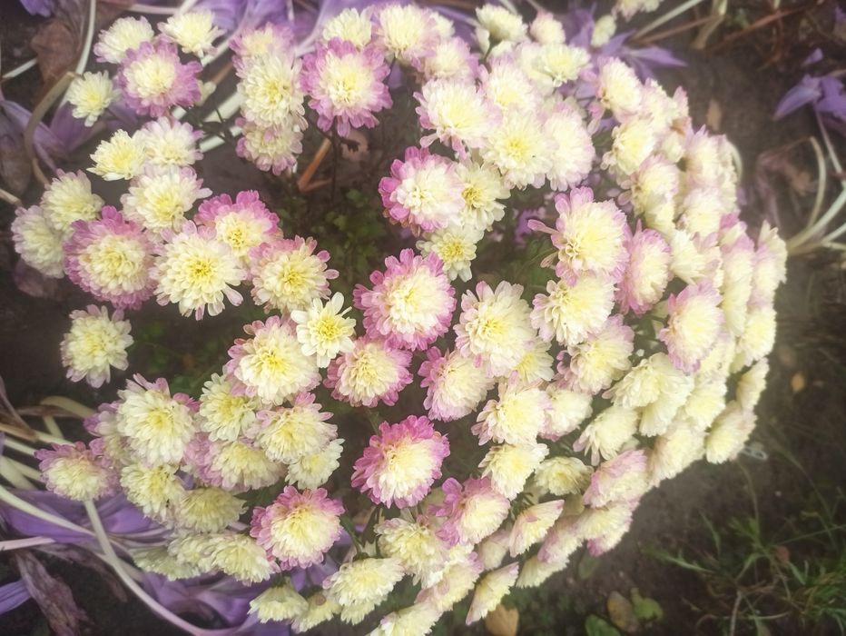 Хризантема бигуди, черенки