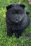 Chow Chow uroczy czarny piesek